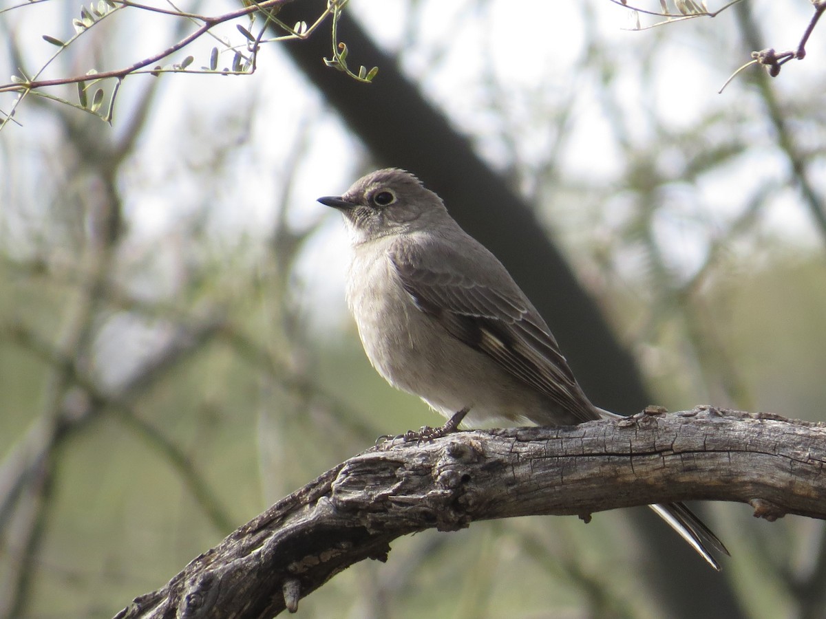 Townsend's Solitaire - Tom Rohrer