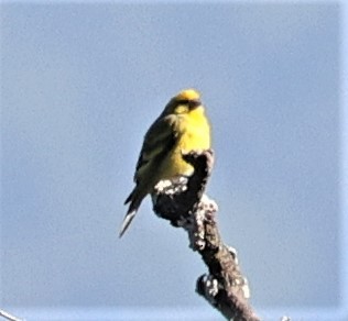 Yellow-crowned Canary - Sherry Hagen