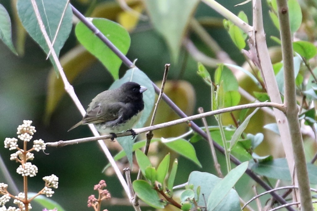 Yellow-bellied Seedeater - ML52272081