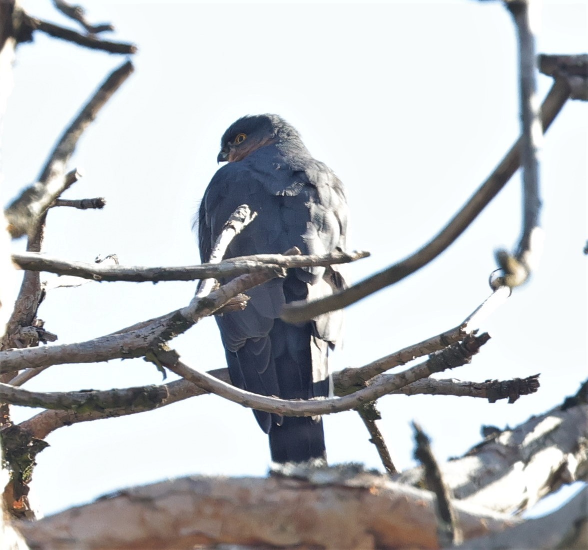 Rufous-breasted Sparrowhawk (Ethiopian) - ML522720921