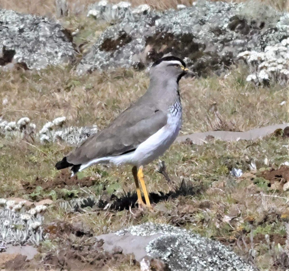 Spot-breasted Lapwing - ML522721861