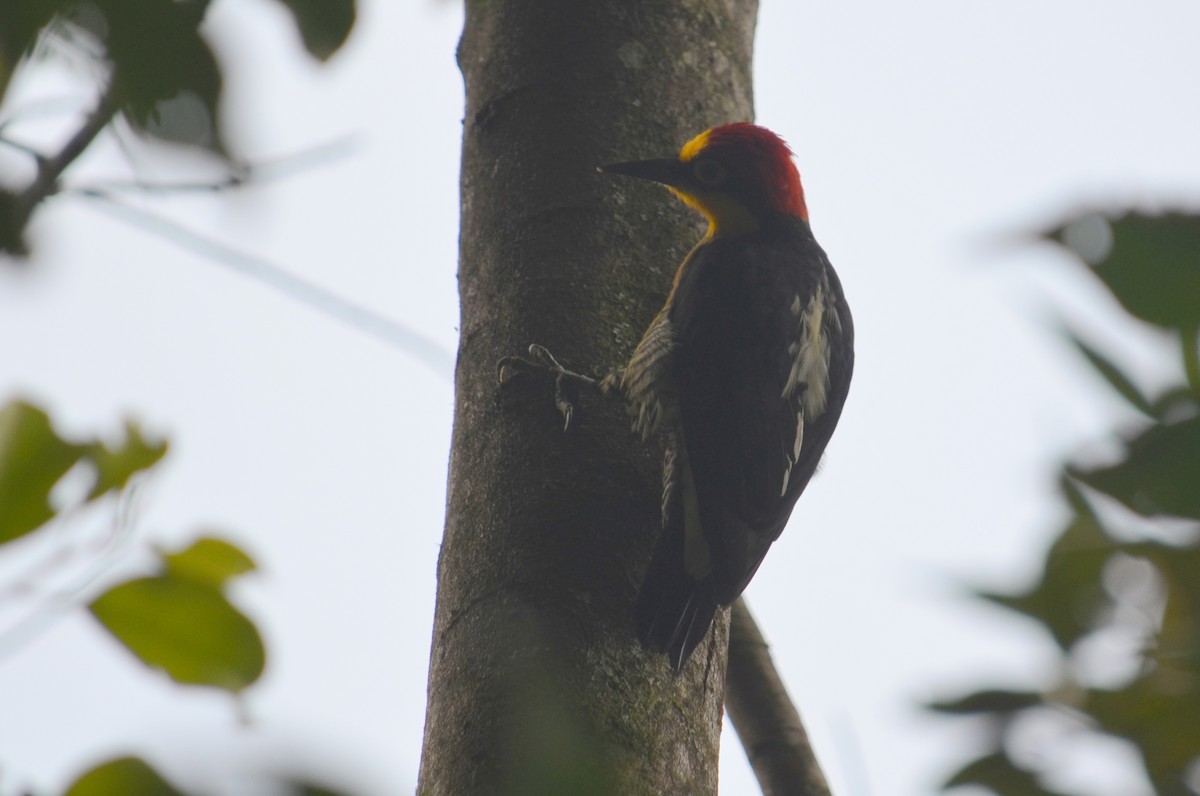 Yellow-fronted Woodpecker - ML52272231