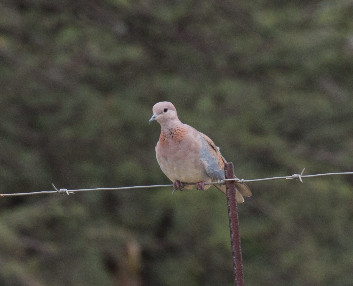 Laughing Dove - ML52272571