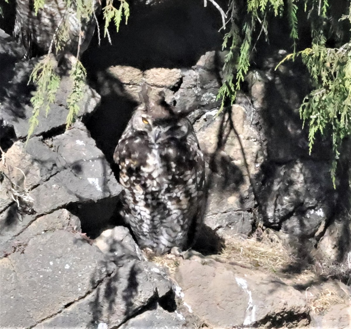 Cape Eagle-Owl (Northern) - ML522726241