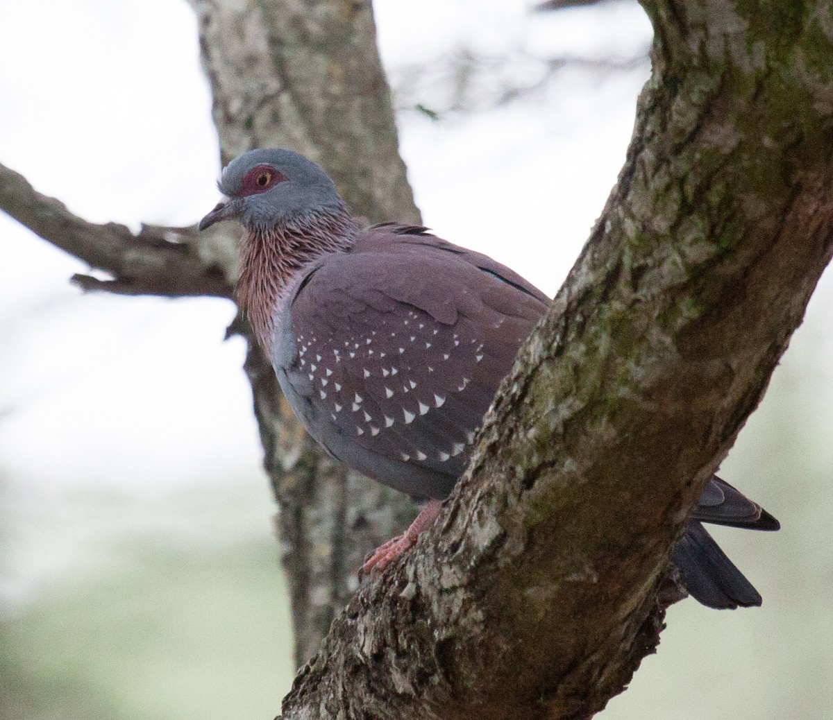 Speckled Pigeon - Craig Faulhaber