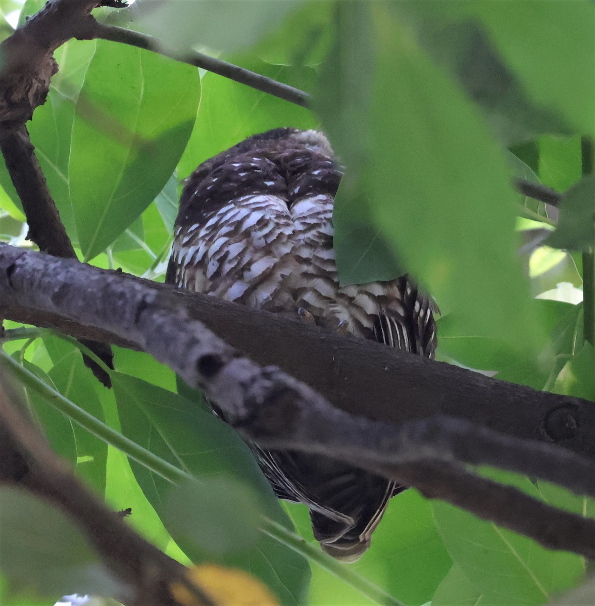African Wood-Owl - ML522728081