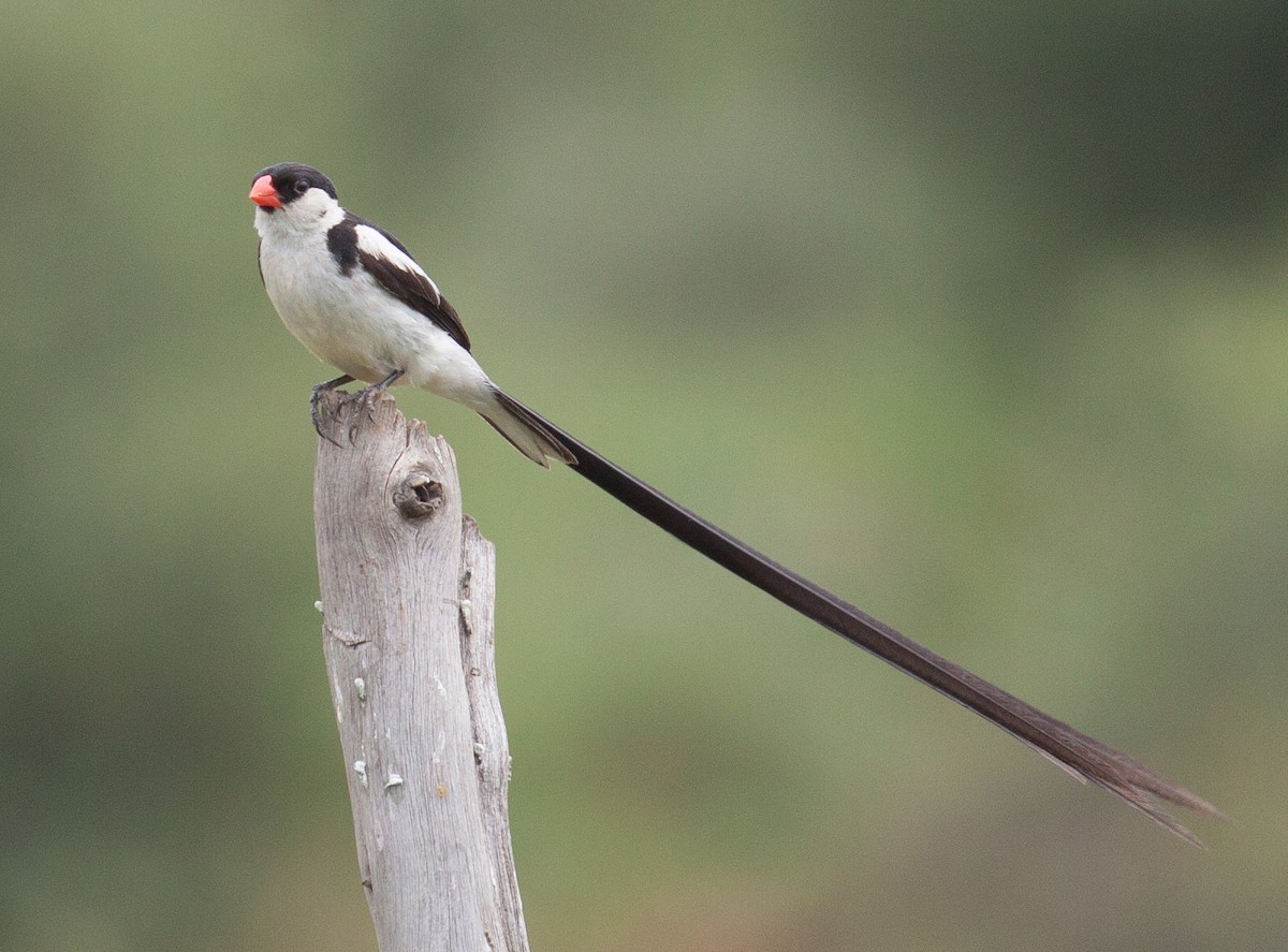 Pin-tailed Whydah - ML52272811