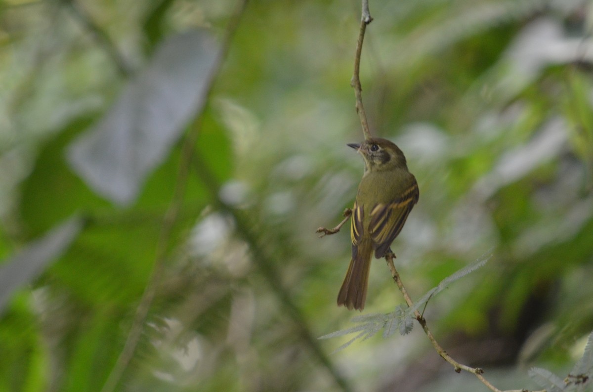 Sepia-capped Flycatcher - ML52272921