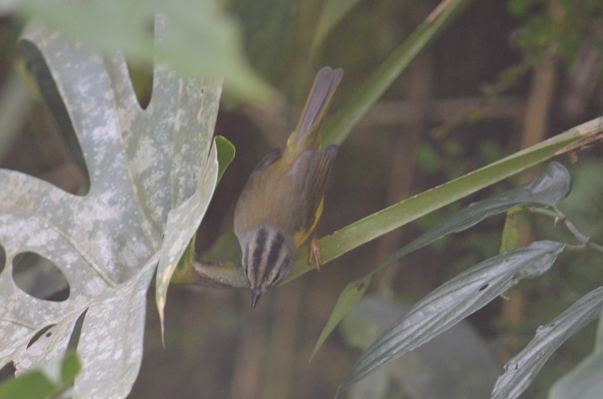 Golden-crowned Warbler - Ben Phalan