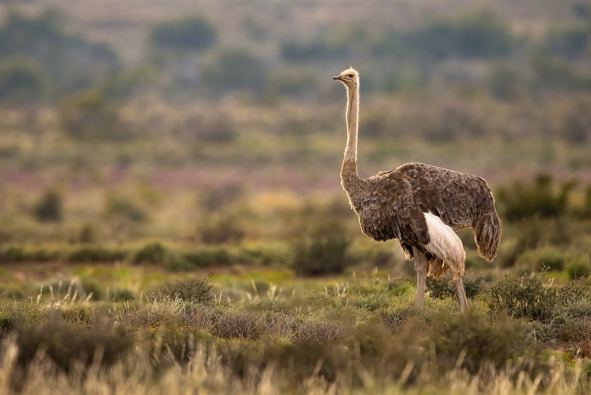 Common Ostrich - ML522732501