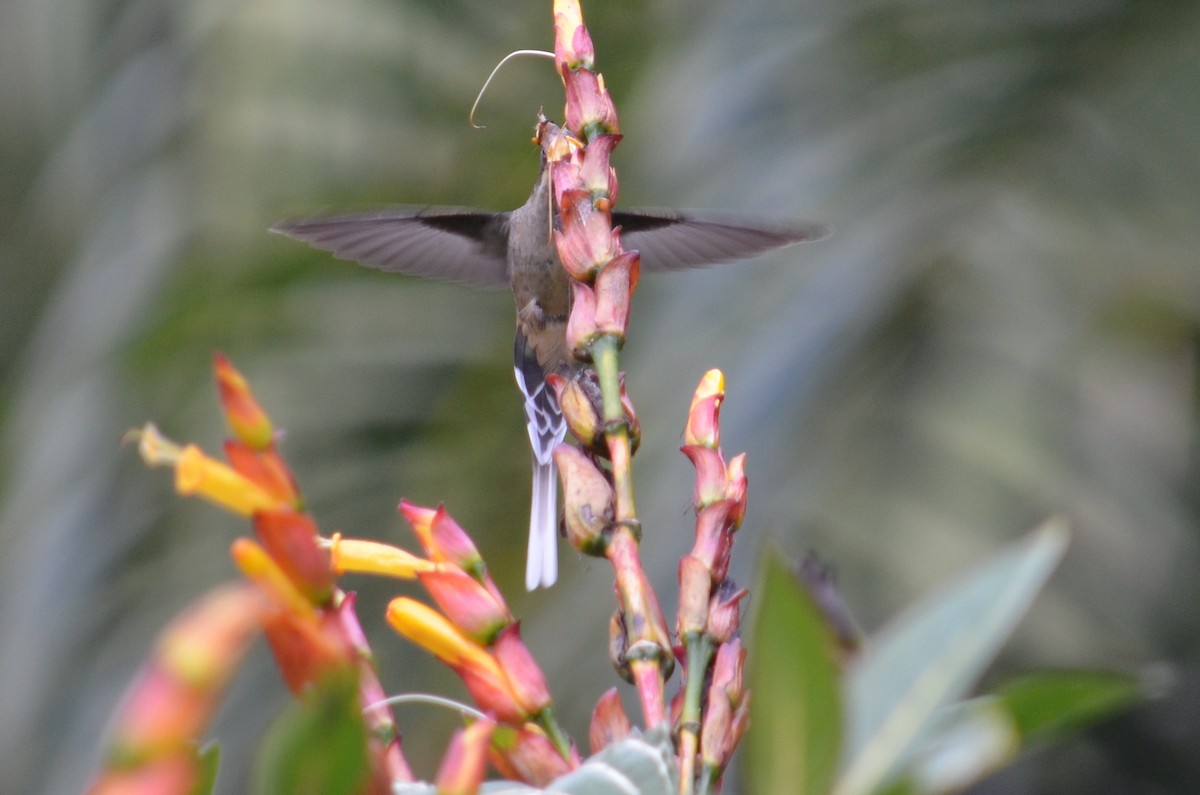 Scale-throated Hermit - ML52273571