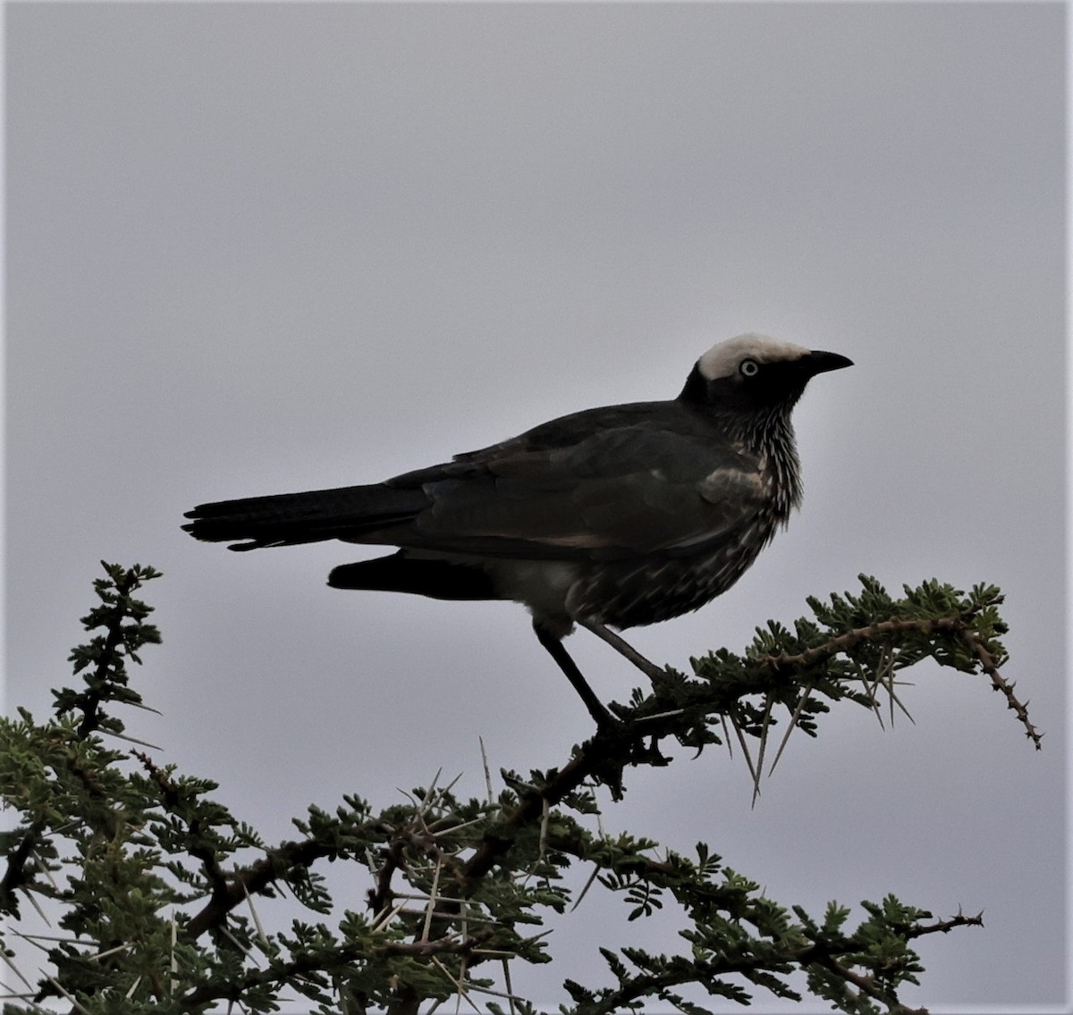 White-crowned Starling - ML522735911