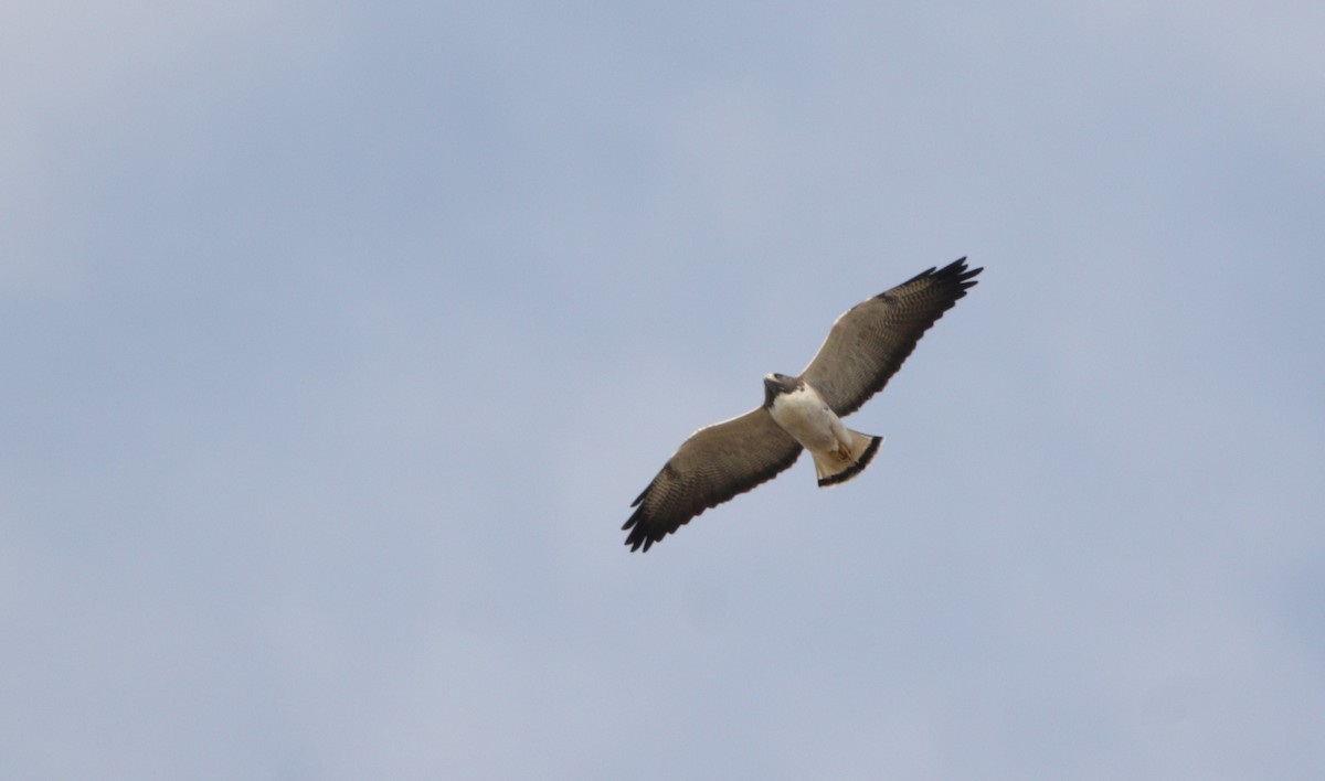 White-tailed Hawk - ML522736171