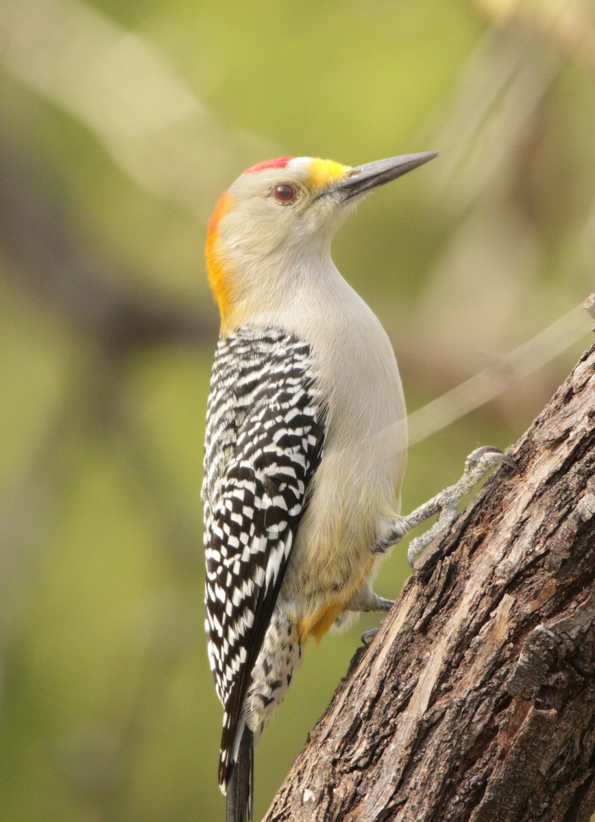 Golden-fronted Woodpecker (Northern) - ML522736361