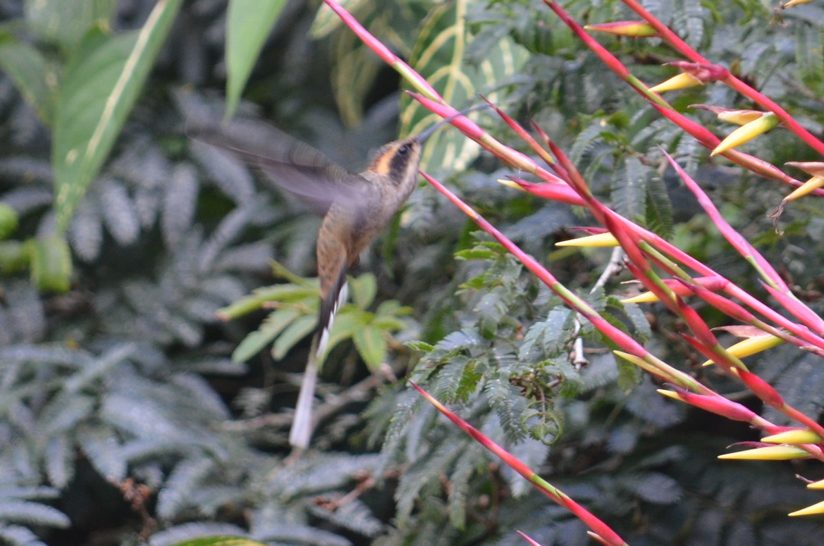 Scale-throated Hermit - ML52273651
