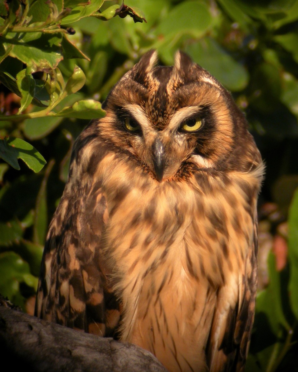 Short-eared Owl (Antillean) - ML522737841