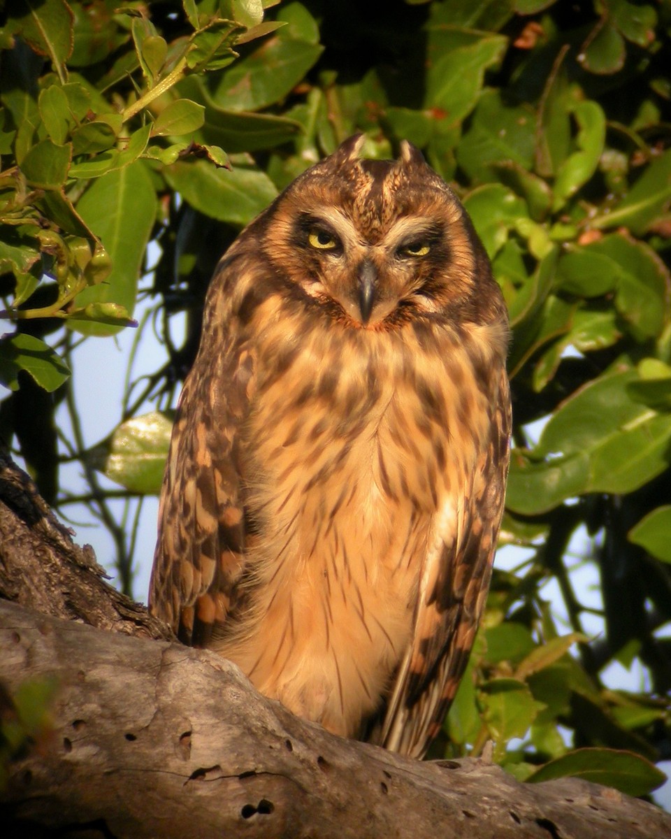 Short-eared Owl (Antillean) - ML522737851