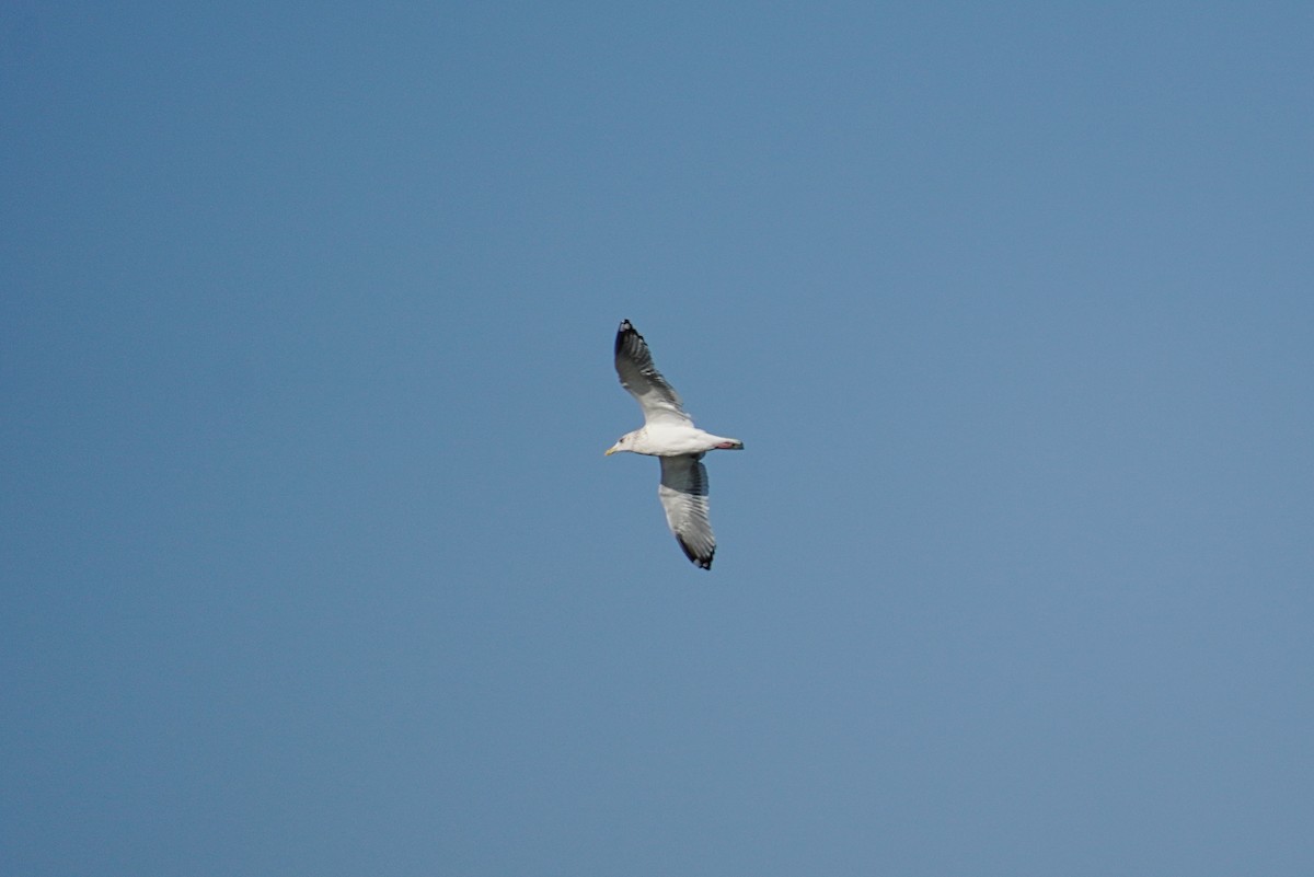 eBird Checklist - 9 Jan 2023 - 稲敷市--霞ヶ浦--浮島沼・妙岐ノ鼻鳥類観察小屋 (Inashiki ...