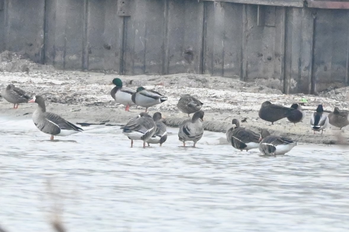 Greater White-fronted Goose - ML522742781