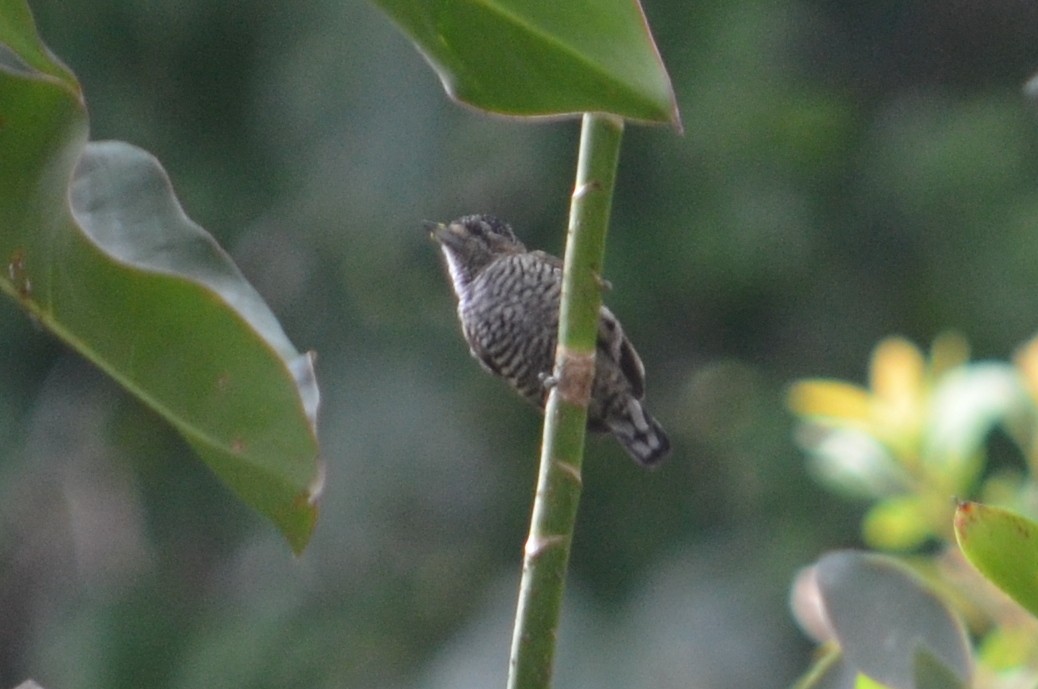 White-barred Piculet - ML52274571