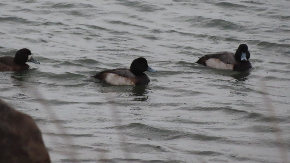 Greater Scaup - ML522745951