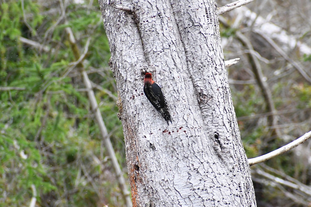 Red-breasted Sapsucker - ML522746451