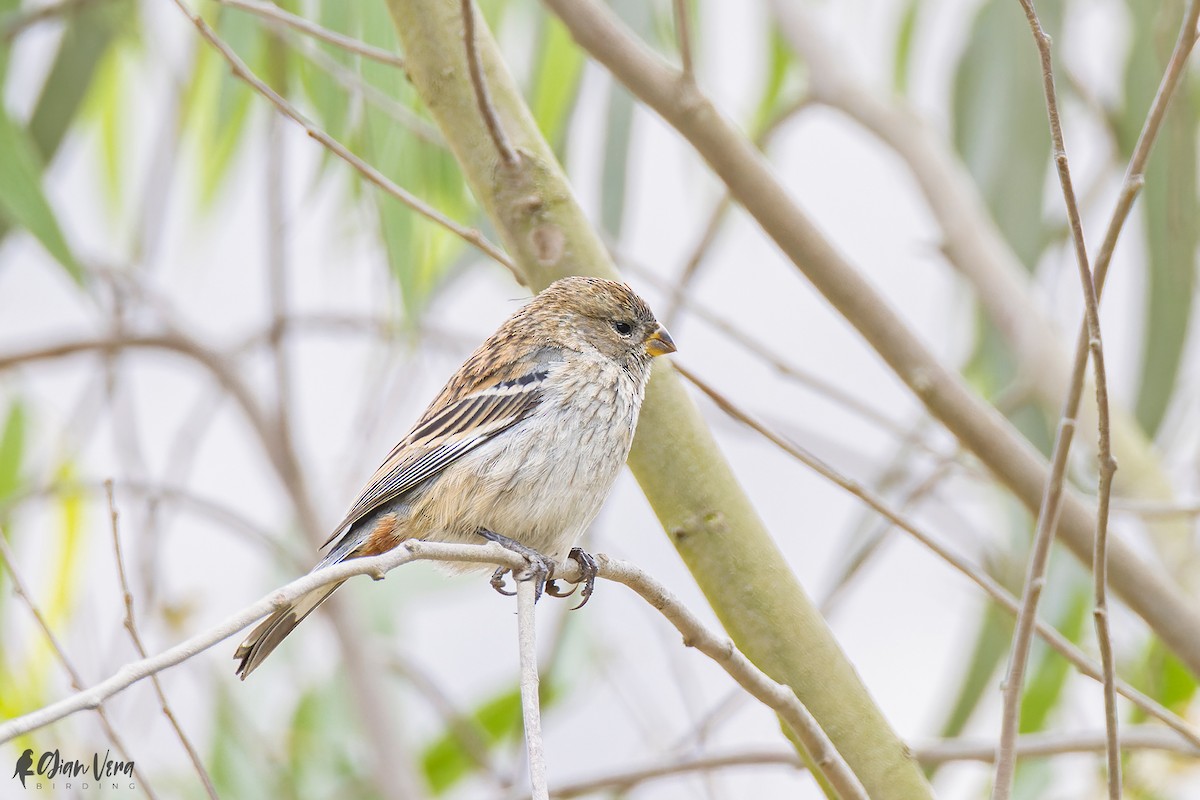 Band-tailed Seedeater - Giancarlo Vera