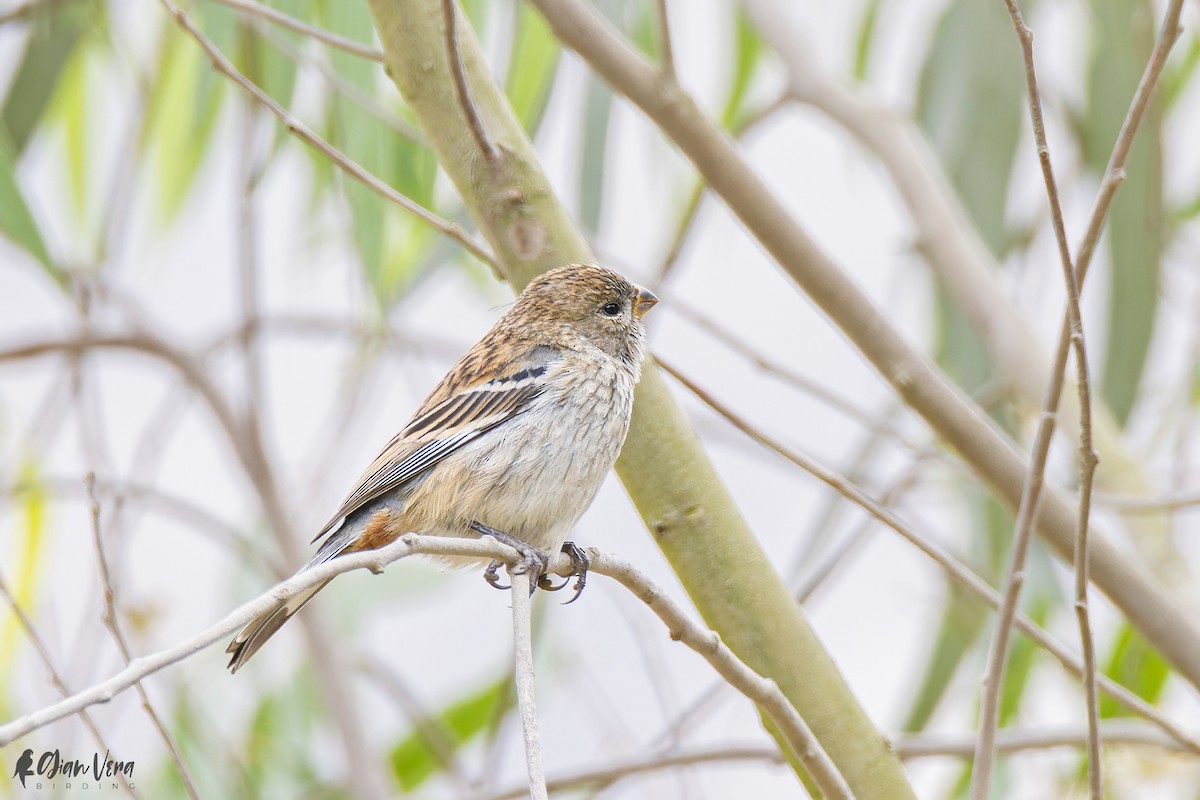 Band-tailed Seedeater - Giancarlo Vera