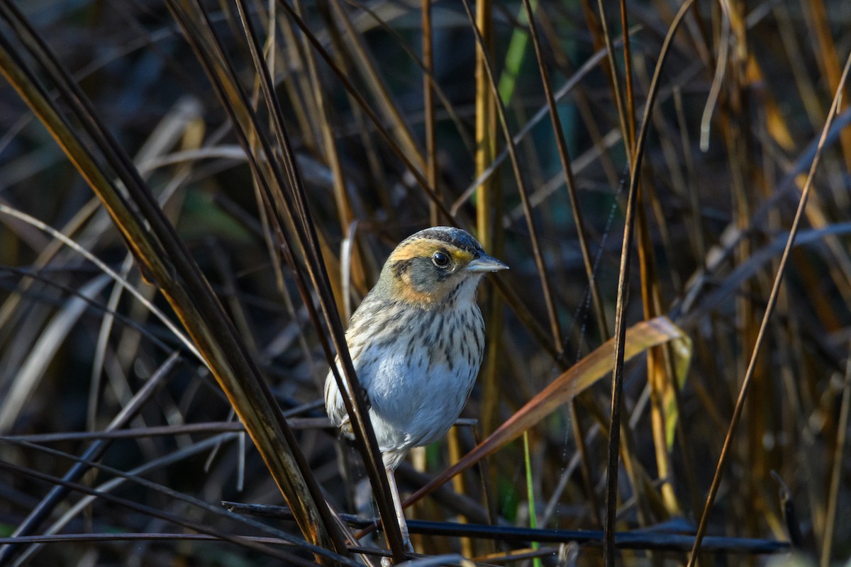 Saltmarsh Sparrow - Dave Eslinger