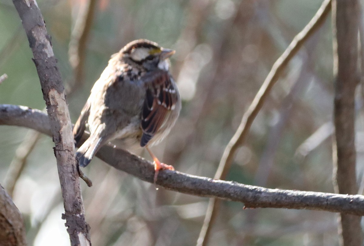 White-throated Sparrow - ML522751361