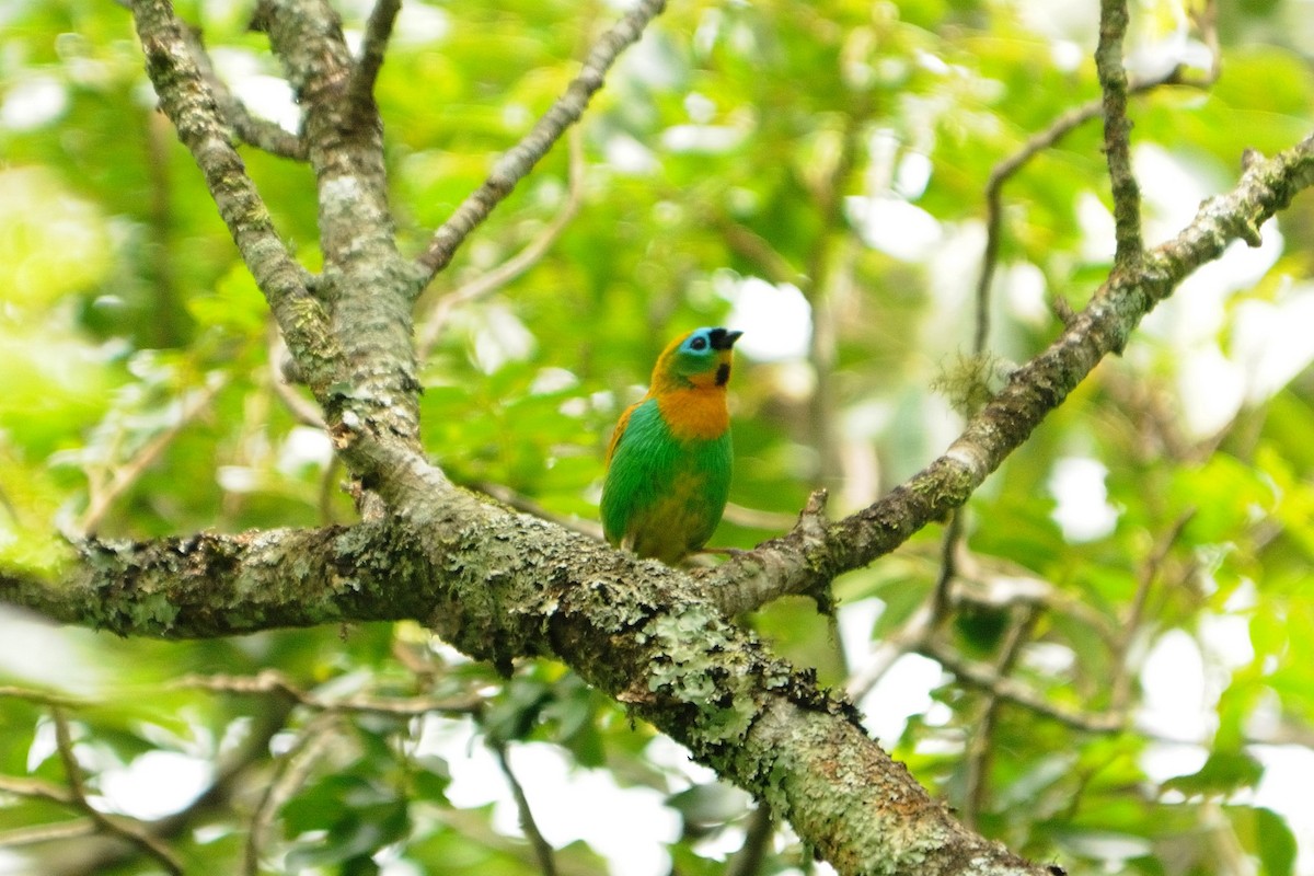 Brassy-breasted Tanager - ML522751481
