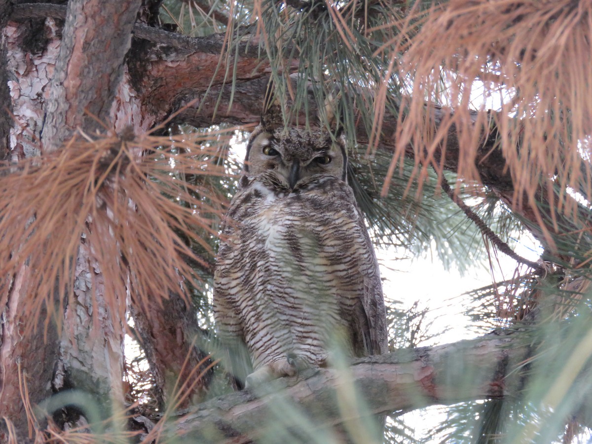 Great Horned Owl - ML522751661