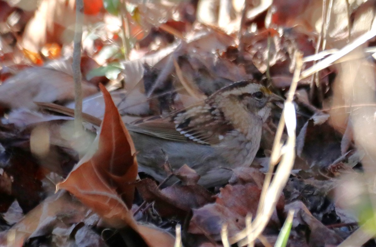 White-throated Sparrow - ML522751671