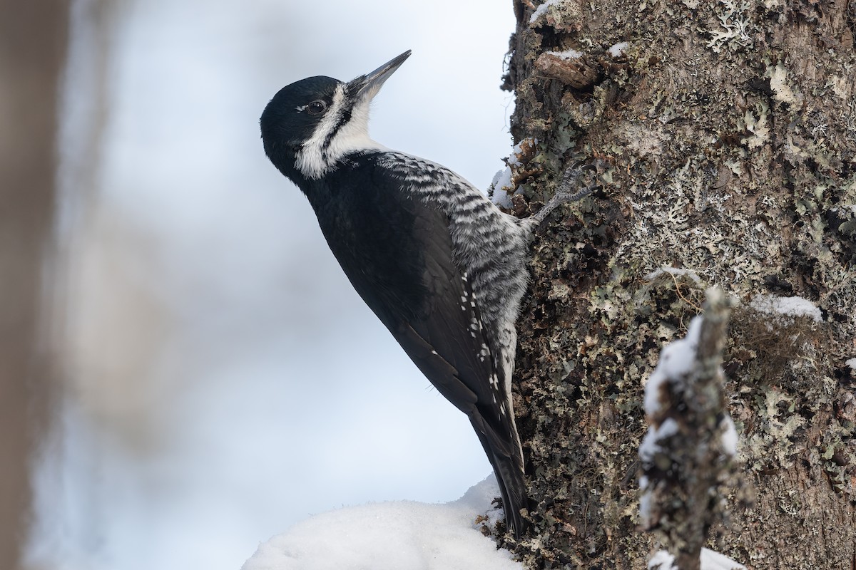 Black-backed Woodpecker - ML522752341