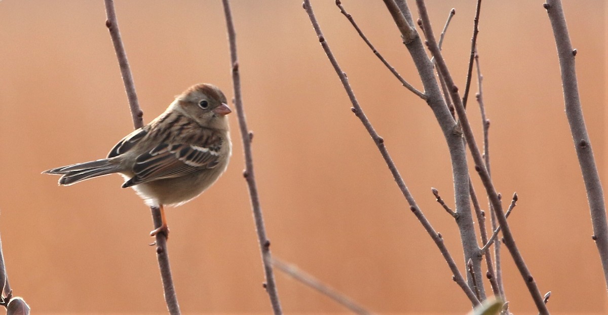 Field Sparrow - ML522752421