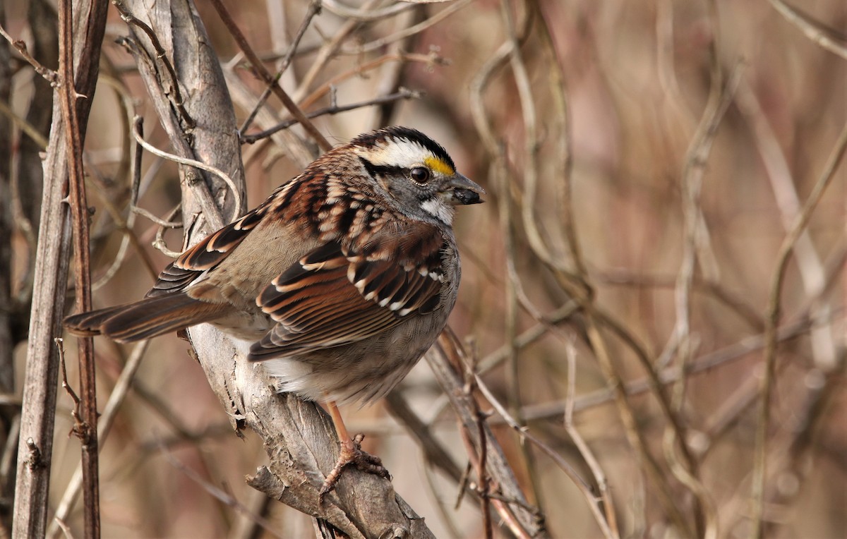 White-throated Sparrow - ML522752501
