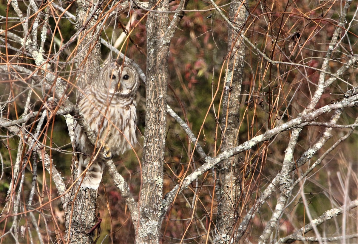 Barred Owl - ML522752571