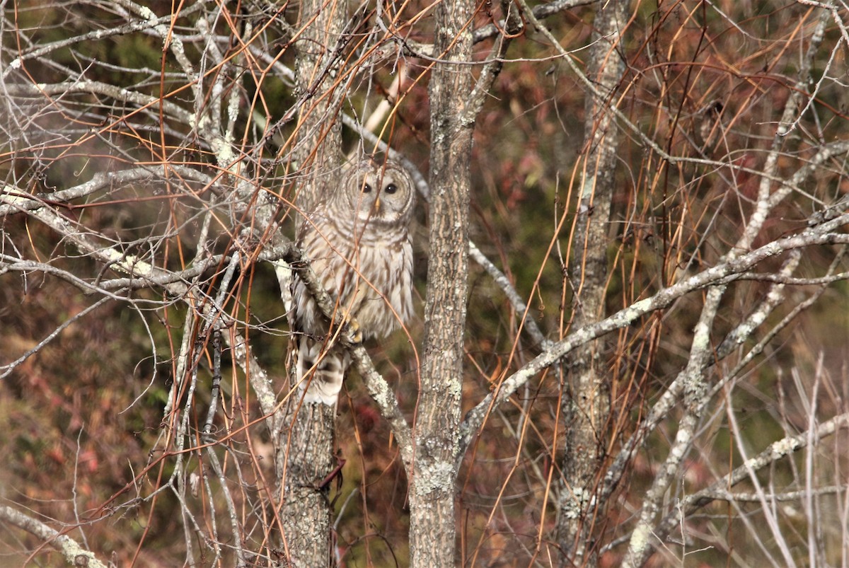 Barred Owl - ML522752581