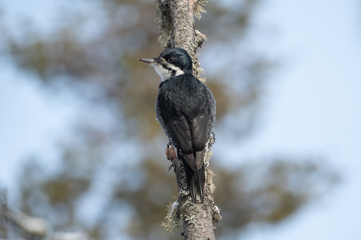 Black-backed Woodpecker - ML522752931