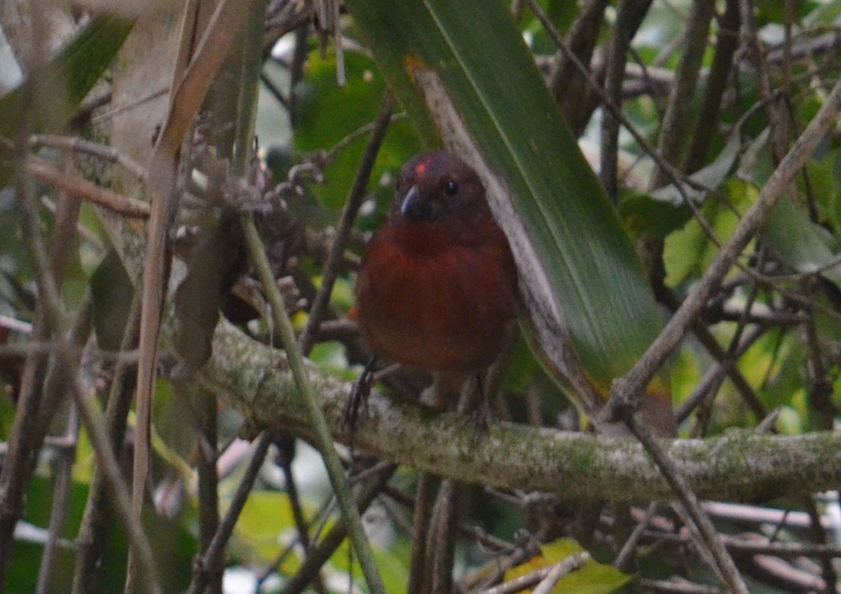 Red-crowned Ant-Tanager - ML52275551