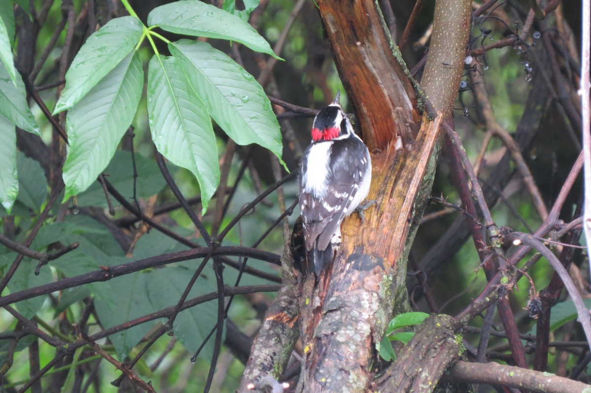 Downy Woodpecker - ML52276061