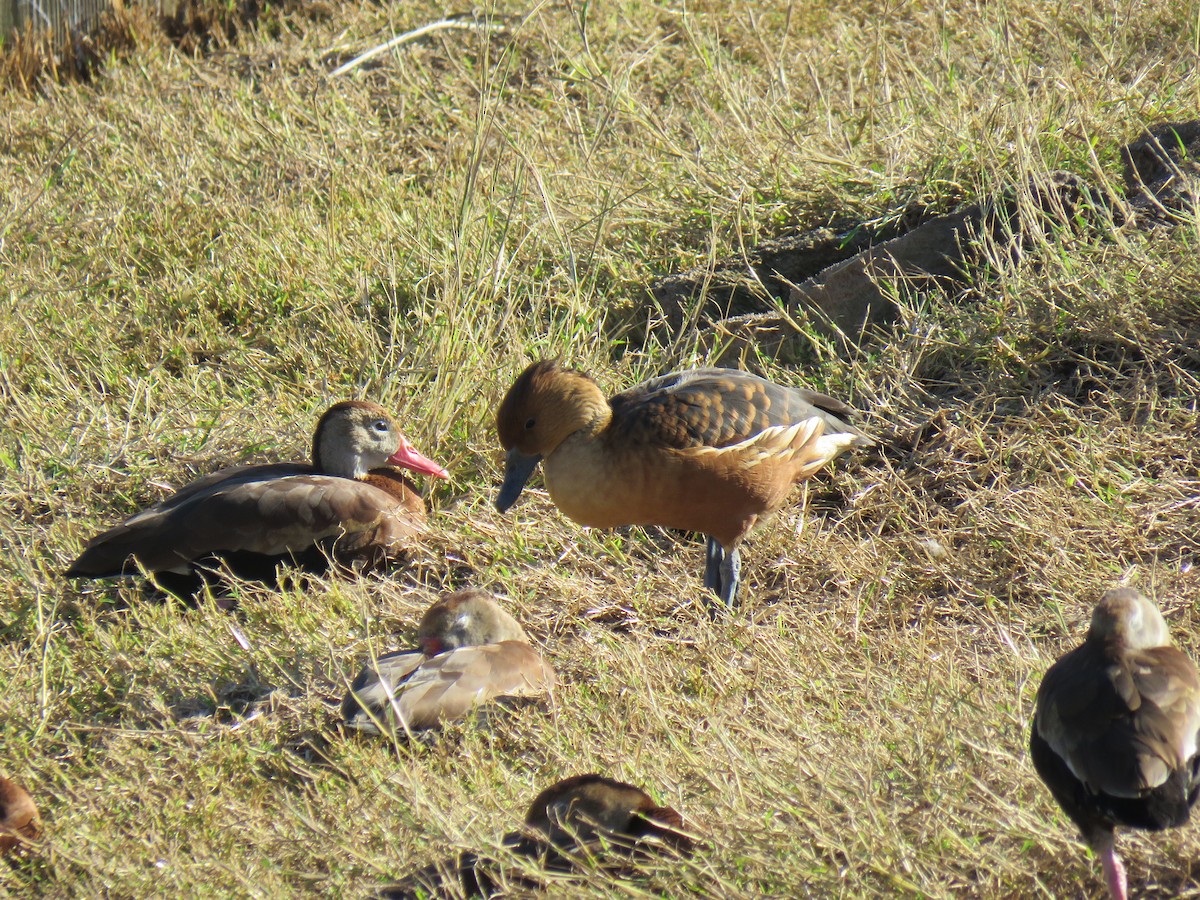 Fulvous Whistling-Duck - ML522761111