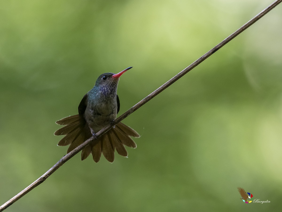 Blue-throated Goldentail - ML522765551