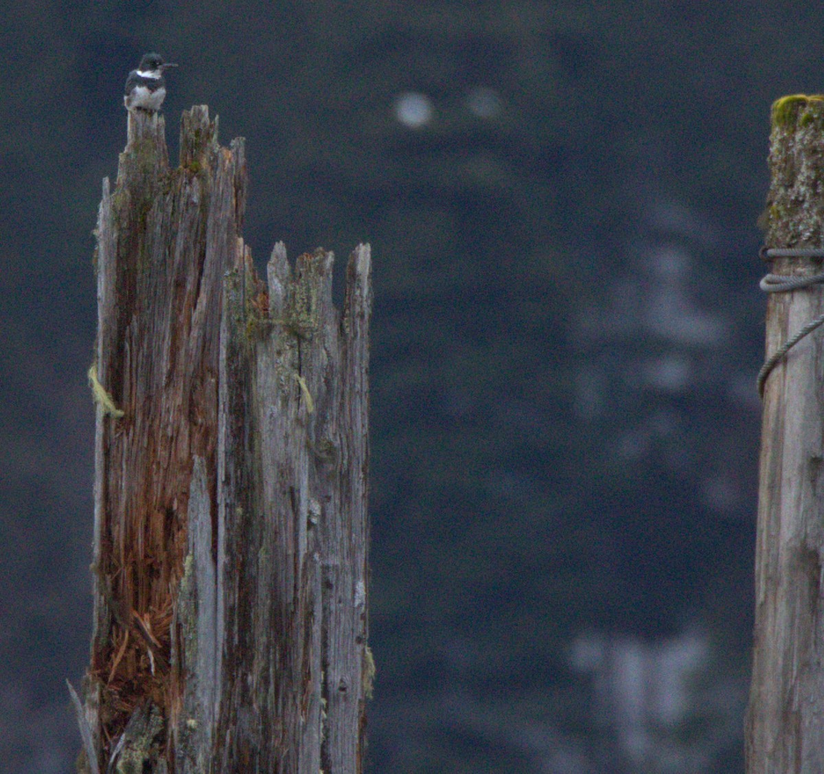 Belted Kingfisher - ML522766781