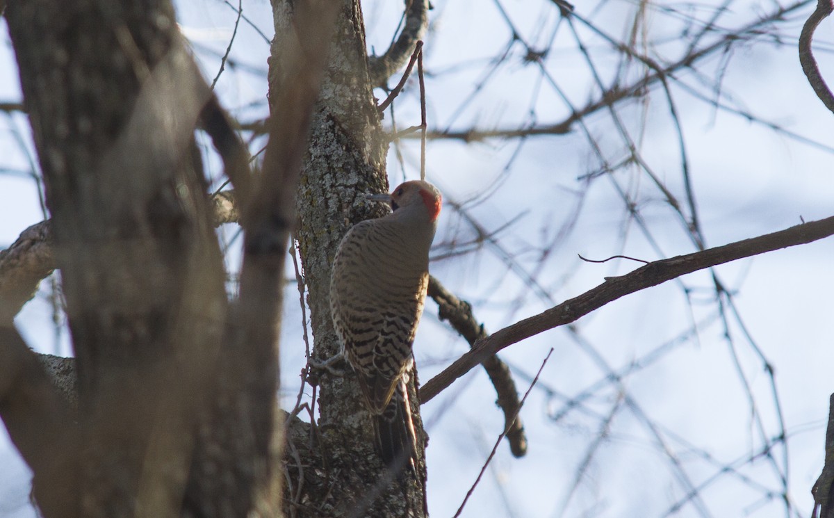 Northern Flicker (Yellow-shafted) - ML522770401