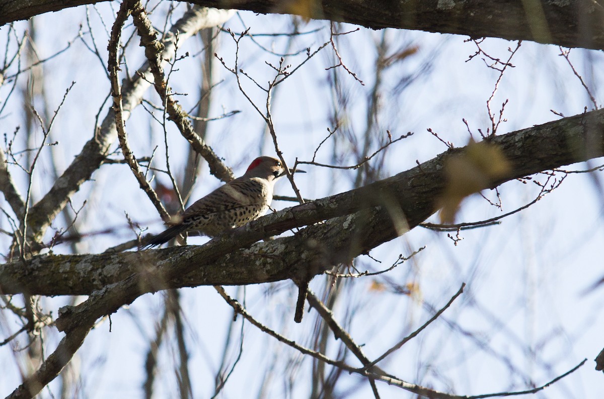 Northern Flicker (Yellow-shafted) - ML522770471