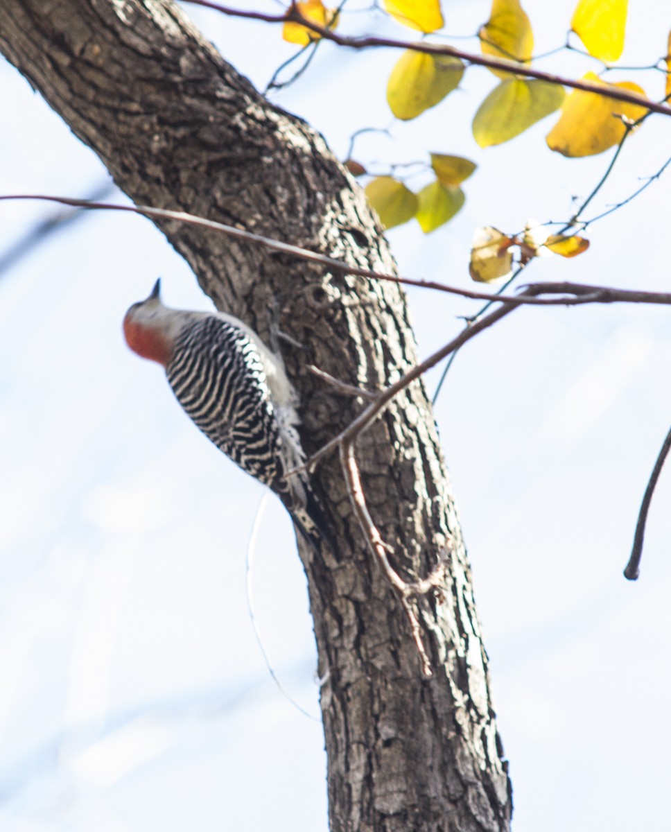 Red-bellied Woodpecker - Louise Moreno