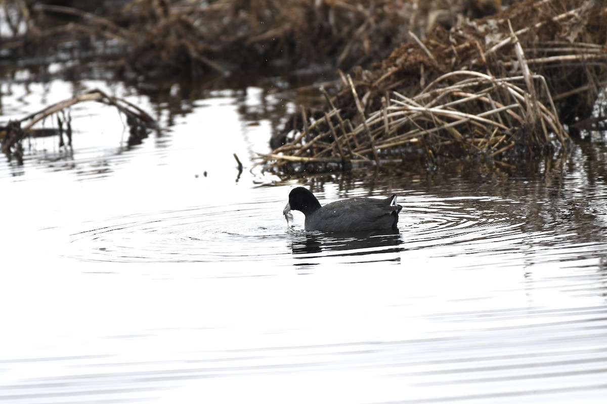 American Coot (Red-shielded) - Cole DiFabio
