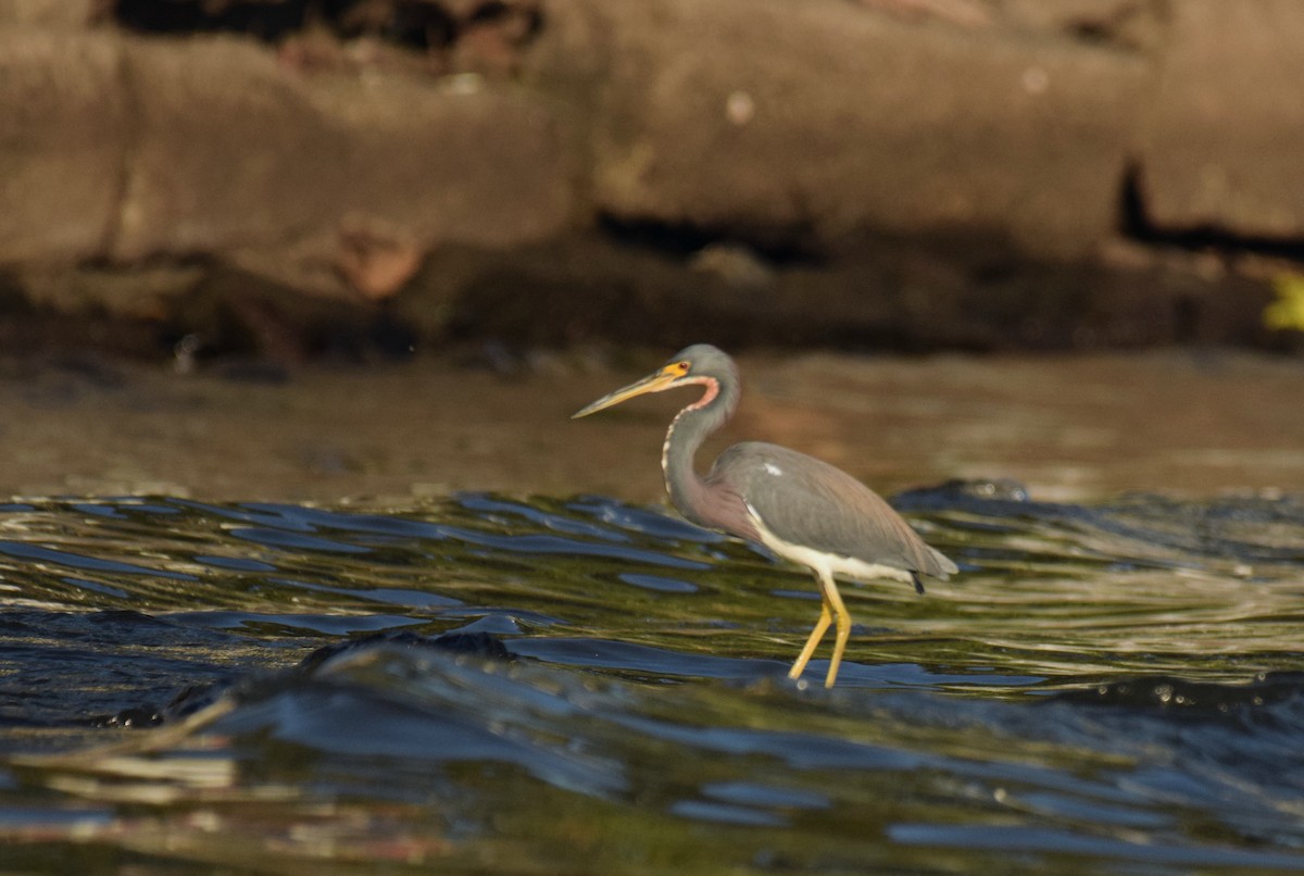 Tricolored Heron - Ryan O'Donnell