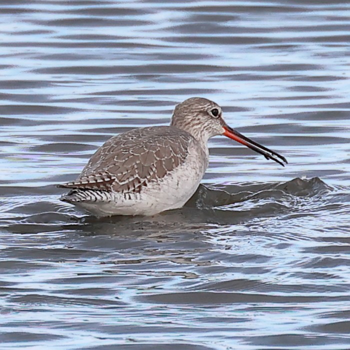 Spotted Redshank - ML522778111